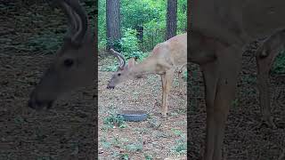 deer wildlife trailcamactivity [upl. by Arehahs]