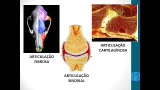 Artrologia  Anatomia animal  Medicina Veterinária  Aprenda Tudo Nessa Vídeo Aula [upl. by Moran]