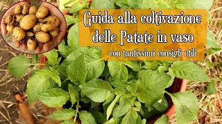 Coltivare PATATE in VASO 🥔  Guida Completa amp Tantissimi Consigli  collaborazione Vivi con Letizia [upl. by Engamrahc]