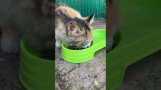 Parsian Cat Eatting Catfood ft Faisal Mahmud [upl. by Belda69]