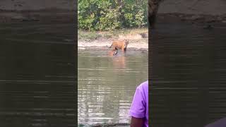 Rare Tiger Mating Captured in Jim Corbett National Park WildlifeTigerMatingJimCorbett wildlife [upl. by Ahsirk122]