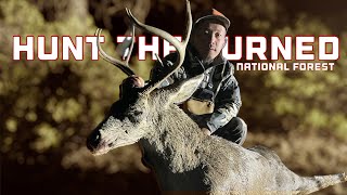 Hunt The Burned National Forest  GIANT Blacktail Buck viralvideo 2024shorts viralshorts [upl. by Nuahsor]