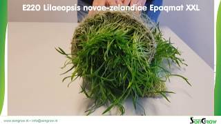 E220 Lilaeopsis novaezelandiae Epaqmat XXL [upl. by Leisha]