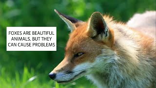 HOW TO GET RID OF FOXES amp HOW TO DETER FOXES UK  CATCHIT LTD [upl. by Dorwin]