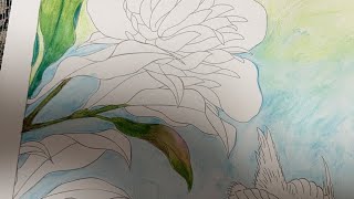 塗り絵LIVE✏️塗り絵with me 「大人の塗り絵 花鳥風月 葛飾北斎」から「芍薬にカナアリ」ページを水彩色鉛筆で塗る✨ ２０２４年１月１７日 [upl. by Ramedlaw]