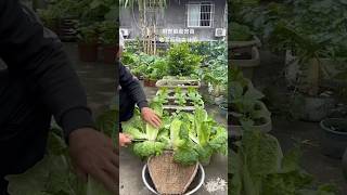 Chinese cabbages harvest cabbage harvest gardening garden vegetables agriculture plantingtips [upl. by Ultann426]