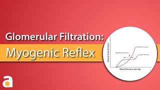 Glomerular Filtration Myogenic Reflex Autoregulation [upl. by Ciapha522]