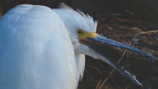 Snowy egret call sound flying fishing  Bird [upl. by Kevin]