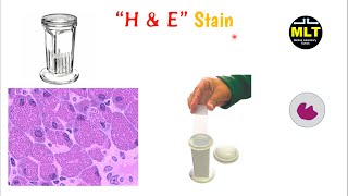 H and E staining procedure histopathology  H and E staining in hindi [upl. by Kwok]