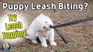 Help My Dog Keeps Biting The Leash Use Tugging On Lead To Your Walking Advantage [upl. by Merdith846]