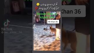 boksör kedi vs köpek edit part 1 [upl. by Ellehsram551]