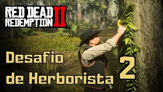 DESAFIO DE HERBORISTA 2  RED DEAD REDEMPTION 2 [upl. by Coady]