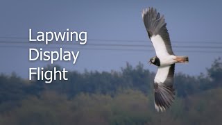 Lapwing Display Flight [upl. by Kushner]