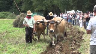 Les boeufs de la fête de Chamorin [upl. by Betty]