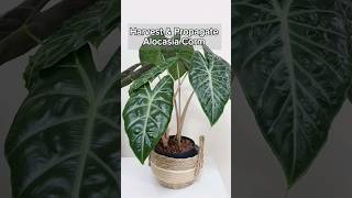 Harvest and Propagate Alocasia Corms in Fluval Stratum shorts alocasia propagation [upl. by Sigsmond]