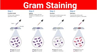 Gram Staining Procedure  Gram positive and Gram negative bacteria [upl. by Felise]