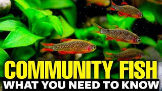 Best Freshwater Community Fish 🐠explained in 11 minutes [upl. by Eetsud]