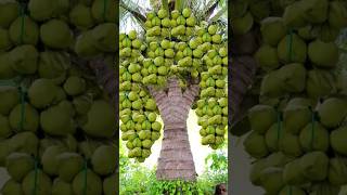 Coconut Tree growing technique  grow tree garden natural shorts [upl. by Kippar]