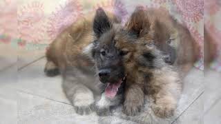 Eurasier Avantages et inconvénients Prix Comment choisir Faits Soins Histoire [upl. by Aivato861]