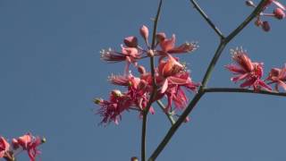 Capparis decidua desert plant [upl. by Skelton647]