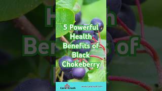 5 Powerful Health Benefits of Black Chokeberry  carecrash [upl. by Lebatsirc304]