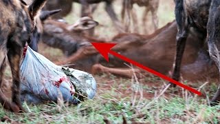 Wild dogs eat young wildebeest  Zimanga Game Reserve South Africa  Extreme nature [upl. by Hibbs]