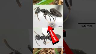 White Footed Ants  Ants In Hawaii [upl. by Kumler]