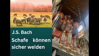 Bach quotSchafe können sicher weidenquot [upl. by Lledal777]