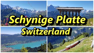 Schynige Platte Switzerland  Best walk in Switzerland [upl. by Hamon487]