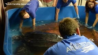 Rare 500pound turtle returned to wild [upl. by Merriott322]