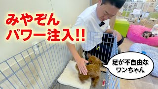 【譲渡犬】足が不自由なワンちゃんにみやぞんパワーを注入しました！！｜トイプードル ポメラニアン ヨークシャテリア チワワ [upl. by Opalina]