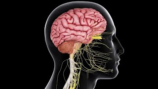 CNS 4  Somatic sensations  Physiology Crash Course  DrNagi  Arabic [upl. by Robet]