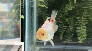 8494 female red and white Rosetail Oranda [upl. by Nalek]