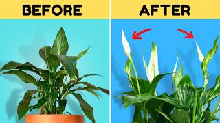 Do THIS to Get Your Peace Lily to Flower Again [upl. by Ralyt]