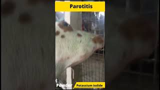 Oho Parotitis in goat [upl. by Corney]