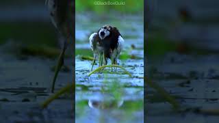 Heartwarming Rescue Mission Saving Pheasant Tailed Jacana Chicks from the Rain trendingshorts [upl. by Macknair34]