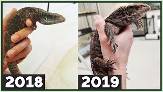 Rescued Savannah Monitor Transformation  15 Year Update [upl. by Anirbys]