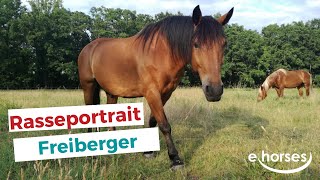 Der Freiberger im Rasseportrait [upl. by Rehpotsirahc]