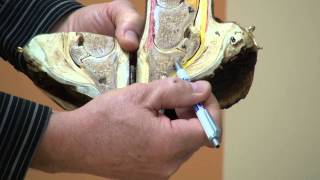 FootPro Farrier Info Series  Anatomy of the Hoof [upl. by Lewanna]