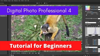 Canon DPP4 beginners tutorial 2021 Digital Photo Professional  Edit RAW files  Adjust your photo [upl. by Airda785]