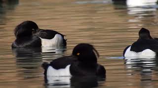 Les fuligules morillons tournent en rond [upl. by Nellahs503]