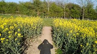 Walk from Leconfield to Beverley 19th April 2019 [upl. by Arbmik]