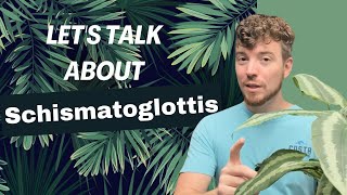 Lets Talk about Schismatoglottis [upl. by Nyluqcaj]