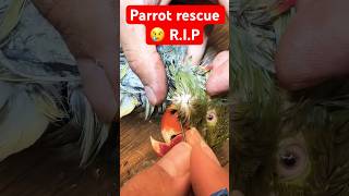 My Heartbreaking Experience with Indian Ringneck Parrot Owners parrot shorts shortvideo [upl. by Sophey]