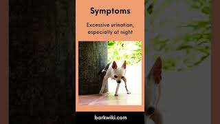 Cushings Disease in Dogs Symptoms Diagnosis Causes Treatment Prognosis [upl. by Ydniahs]