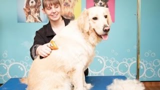 FURminator Shed Less Treatment by The Groom Room at Pets at Home [upl. by Alleynad]