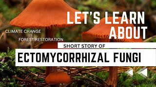 Forests Hidden Allies Ectomycorrhizal Fungi [upl. by Logan]