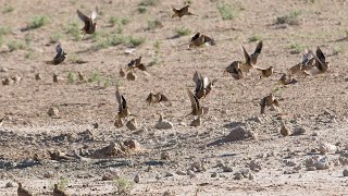 sandgrouse hunting in dasht balochistan pakistan wadoodulhassan imhunter3841 OngaroOutdoors [upl. by Zephan]