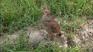 Gora Teetar ki Madi ki Khobsurat Awaz Grey Francolin Teetar voice [upl. by Terzas515]