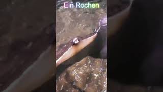 Rochen im SeaLife Timmendorfer Strand 🏖️ Raya en SchleswigHolstein Acuario 🛥️ [upl. by Olympium]